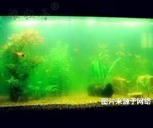 魚缸可以用活性炭來(lái)凈化嗎？